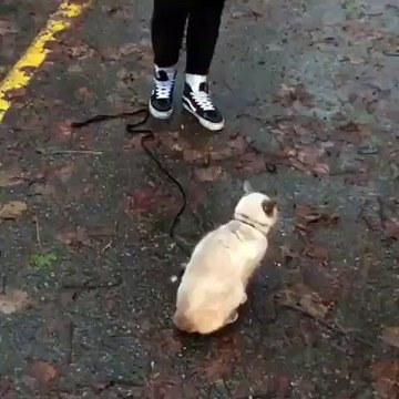 Cette chatte adore monter sur le dos de sa maîtresse. Essayez de ne pas sourire !