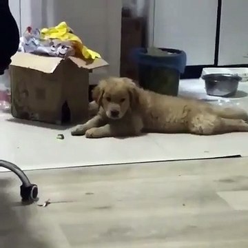 Quand un chien entends sa chanson préférée. Trop drôle !