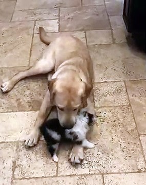 Ce chiot confond une autre chienne avec sa maman. Émouvant !