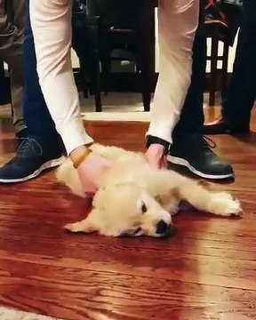 Ce chiot est tellement fatigué qu'il ne tient pas sur ses pattes. Trop chou !!