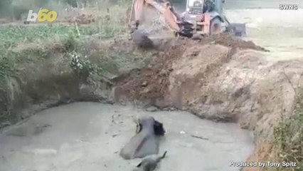 Amazing Rescue After Mama Elephant and Her Calf Get Stuck in an Abandoned Well