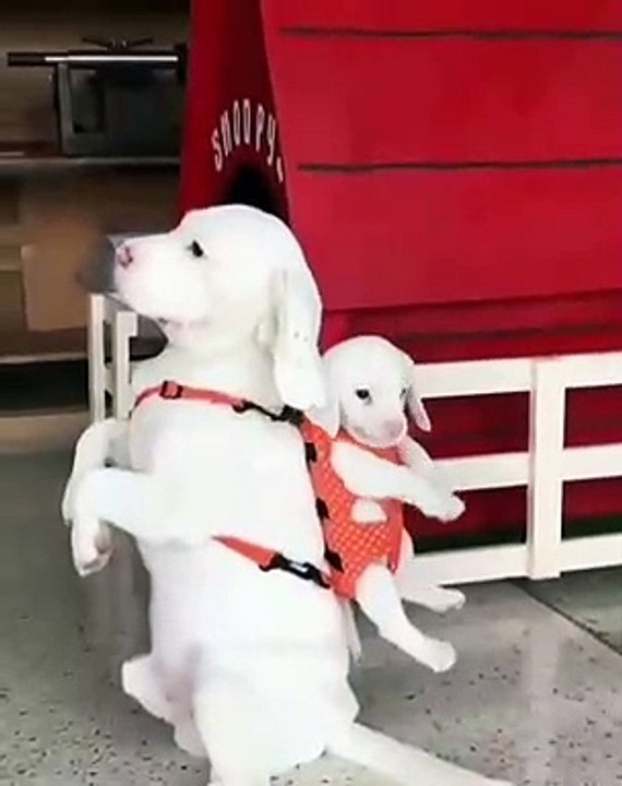 Quand une chienne porte son petit sur le dos, voici ce que ça donne. Trop mignon !