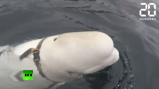 Ce béluga est un espion russe - Le Rewind du Mardi 30 Avril 2019