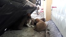 Zonguldak 5 Yavru Yeni Yavru Köpeği Ağzı Bağlı Çöp Poşetiyle Attılar