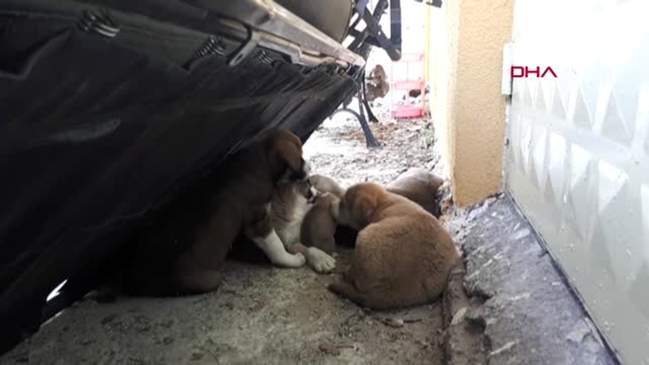 Zonguldak 5 Yavru Yeni Yavru Köpeği Ağzı Bağlı Çöp Poşetiyle Attılar