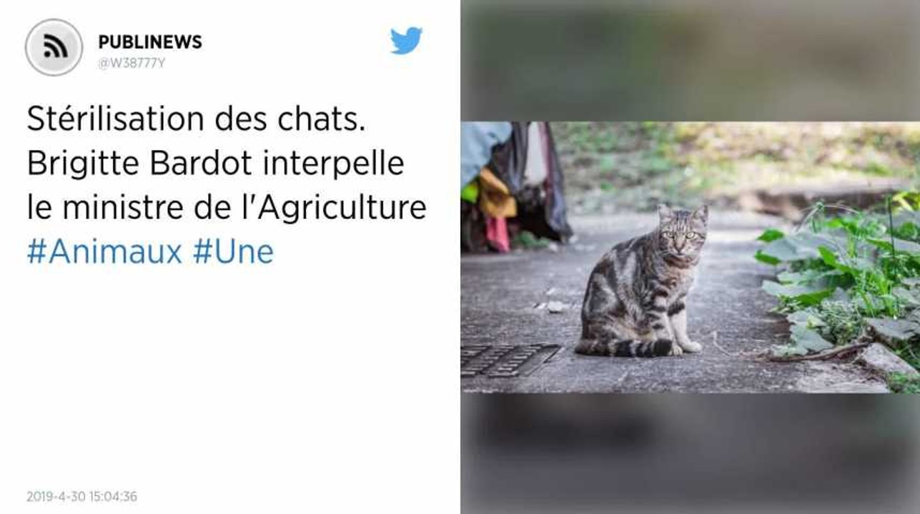 Brigitte Bardot veut lancer une campagne nationale de stérilisation des chats