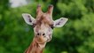 The Giraffe Could Soon Be Considered an Endangered Species
