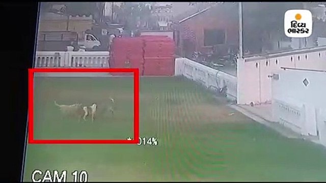 હુમલો / રાજકોટમાં 3 શ્વાનોએ 5 વર્ષના બાળક પર હુમલો કર્યો, બે યુવાનોએ બાળકને બચાવ્યું