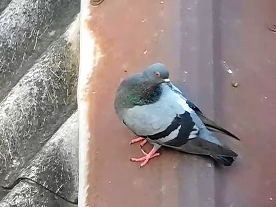 a beautiful bird close up