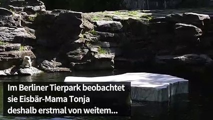 Erster Frühling für Berliner Tierbabys