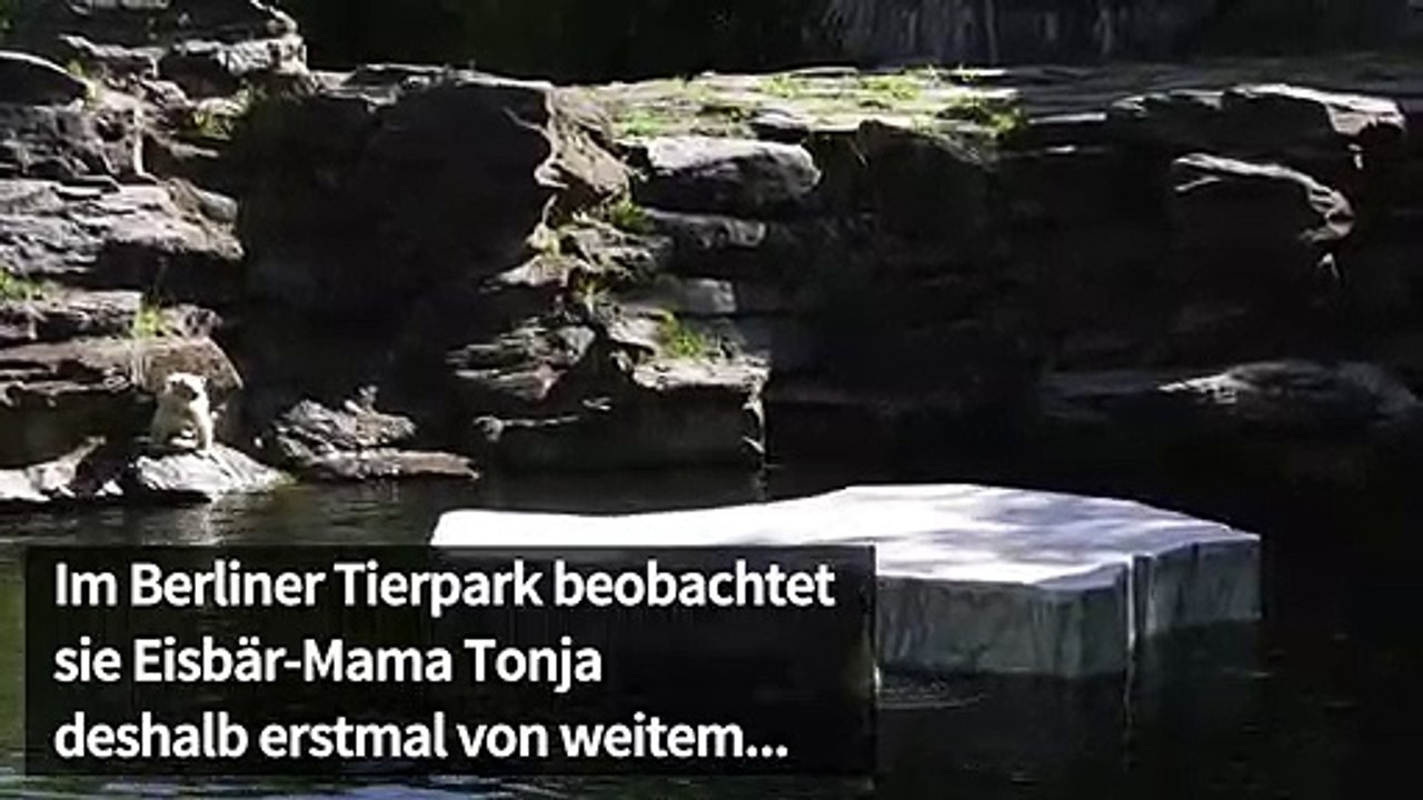 Erster Frühling für Berliner Tierbabys