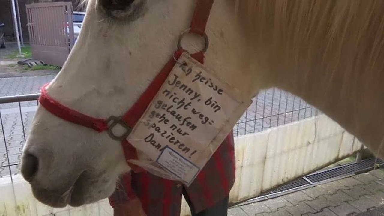 Watch: Mare who trots around town on her own is not horsing around