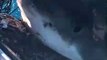 Un grand requin blanc s'en prend à un filet filet de pêche... terrifiant