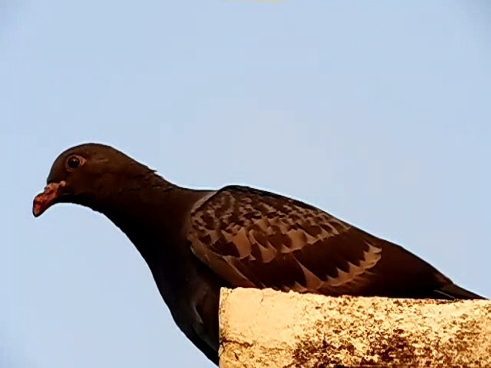 a cute bird close up in slow motion