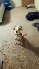 Dog Hides Whenever She Thinks it's Bath Time