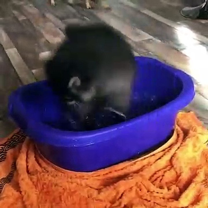 Raccoon Has a Blast in Mini Pool