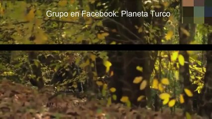 La Colina del Halcon Capitulo 11 Completo