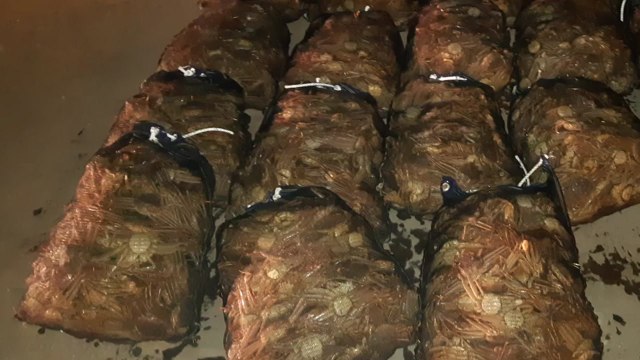 암컷 대게 3천400여 마리 운반한 30대 구속 / YTN