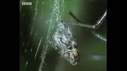 Small Spider Steals a From A Giant Spider  Trials Of Life