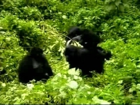 famille d'hominidés (hommes et gorilles en danger)