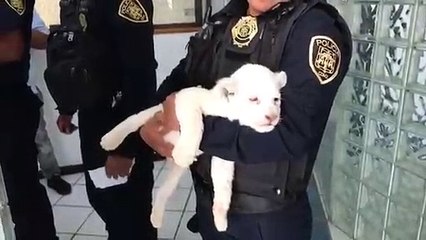 Detienen a dos personas en Iztapalapa por traer un leon africano