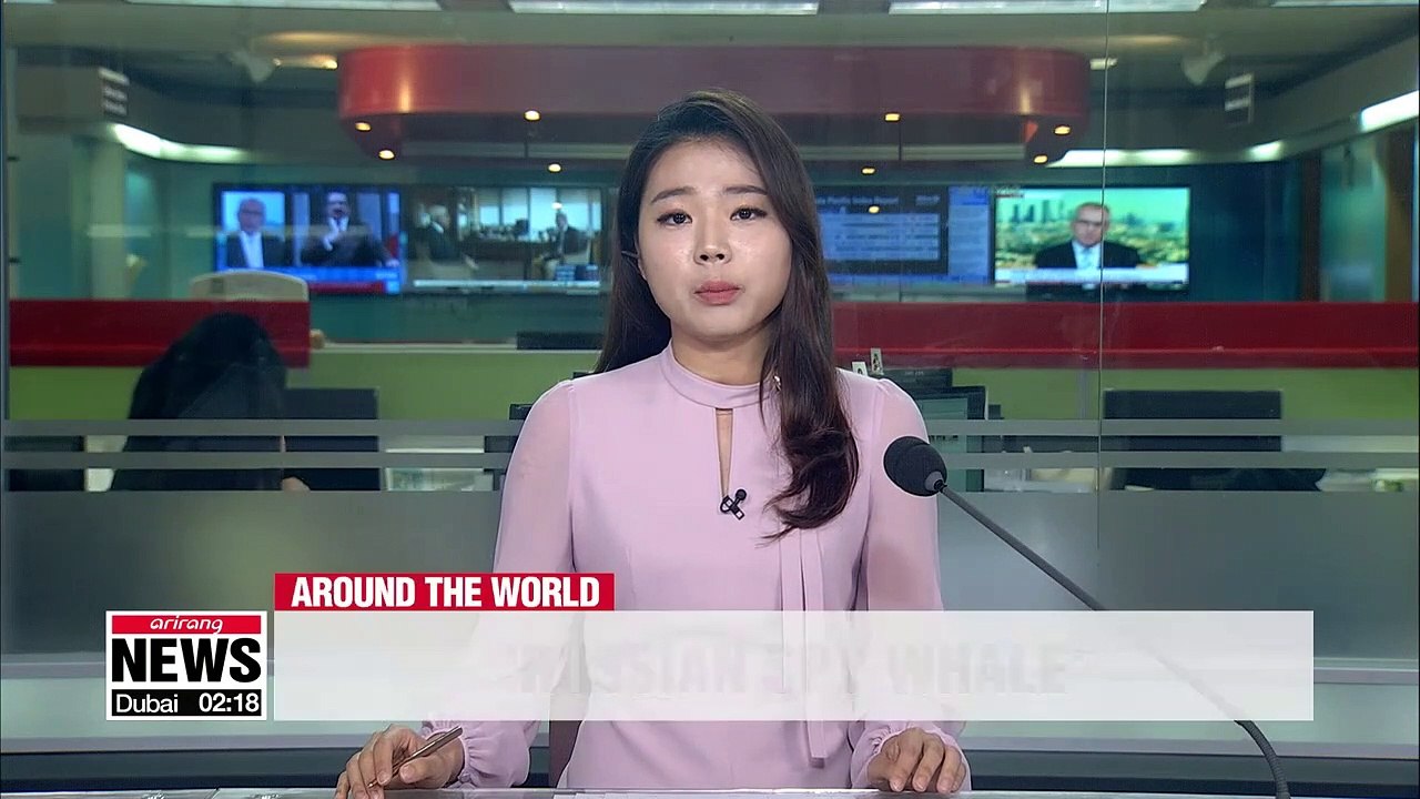 Norway finds beluga whale believed to have been trained by Russian Navy