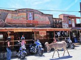 SHH! 6 secrets about Oatman's Wild Burros - ABC15 Digital