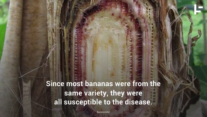 Bananas Are Facing Extinction