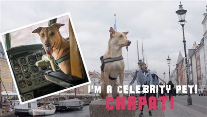 I'm a Celebrity Pet! Chapati is een travel influencer