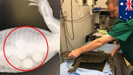卵と勘違い!ゴルフボールを6つ飲み込んだトカゲ - トモニュース