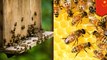 自宅アパートに1万匹以上の蜂を飼育していたカップル - トモニュース