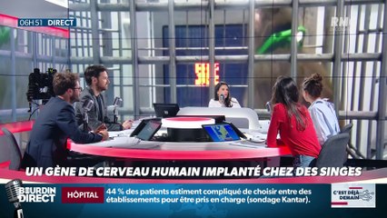 La chronique de Nina Godart : Un gène de cerveau humain implanté chez des singes - 01/05