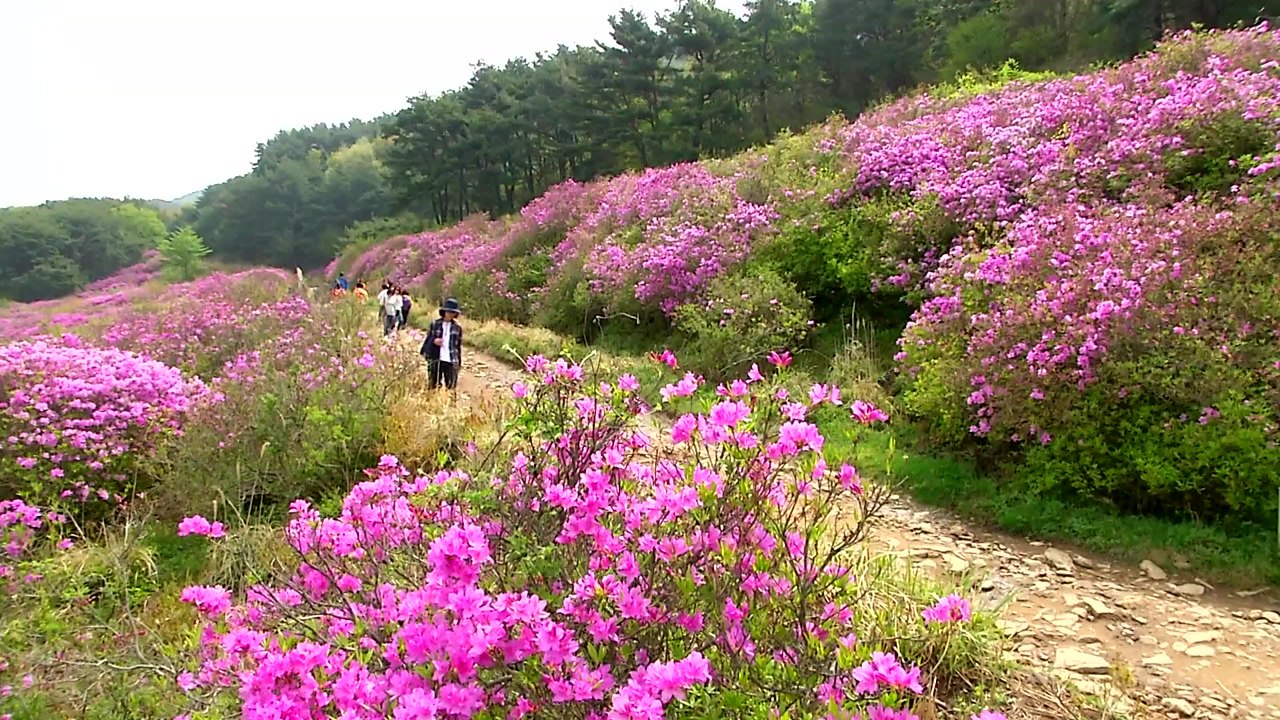 지리산 바래봉 철쭉 어디까지 왔을까? / YTN