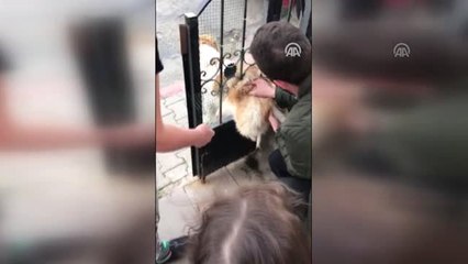 Demir Kapıya Sıkışan Köpek Kurtarıldı