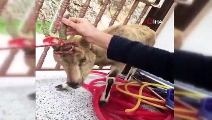 Yaralı yaban keçisi yavrusu, botla Fırat Nehrinden karşıya geçirilerek tedavi edildi