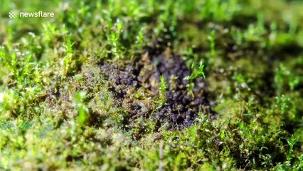Artist creates eerie miniature world out of moss only 5cm in diameter