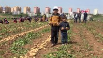 Adana Tarım İşçisi Çocuklar Okula Devam Etmek İstiyor