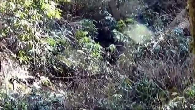 Top 3 Bigfoot Videos Of April 2014 -Snow Yeti- -Face of Bigfoot and -Baby Yowie
