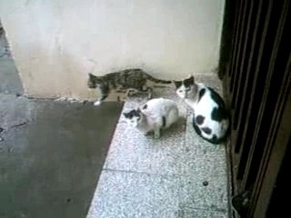 Chats attendent le repas.