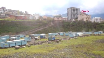 Batman Ruhsatsız İlaçlar Bal Arılarını Telef Ediyor