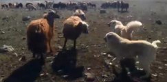 Koçların Kavgasını Çoban Köpekleri Ayırdı