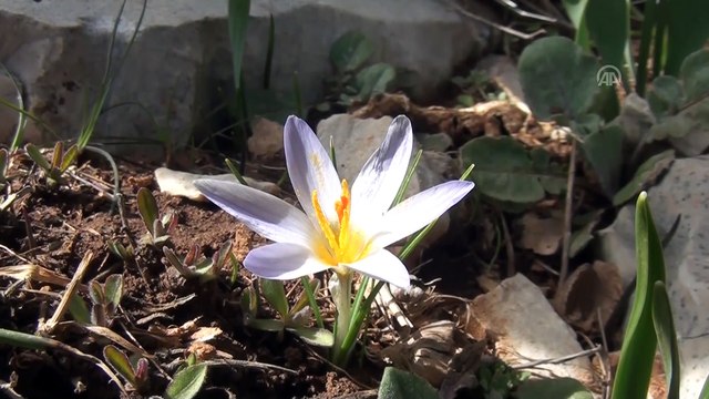 Endemik kardelenler yüzünü gösterdi - ANTALYA