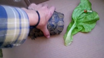 Yaralı kaplumbağaya hayvansever eli