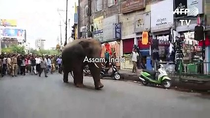 Running wild: Indian elephant ventures in city in search of food