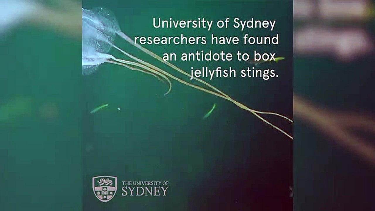 Researchers Find Antidote To Box Jellyfish Sting video Dailymotion