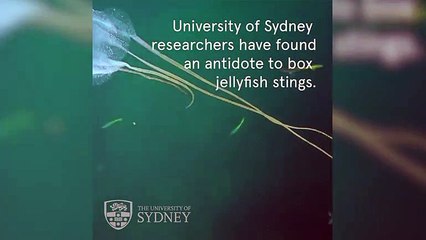 Researchers Find Antidote To Box Jellyfish Sting