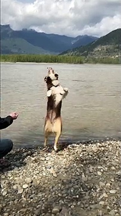 Amazing backflip from Australian Shepherd in slow motion