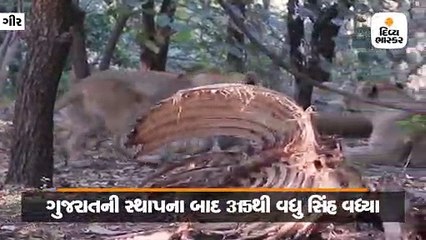 ગીરમાં 1947માં 11 સિંહ હતા, 1960 પછી 285 થયા અને આજે 600, પડકારો છતાં સાવજો સચવાયા