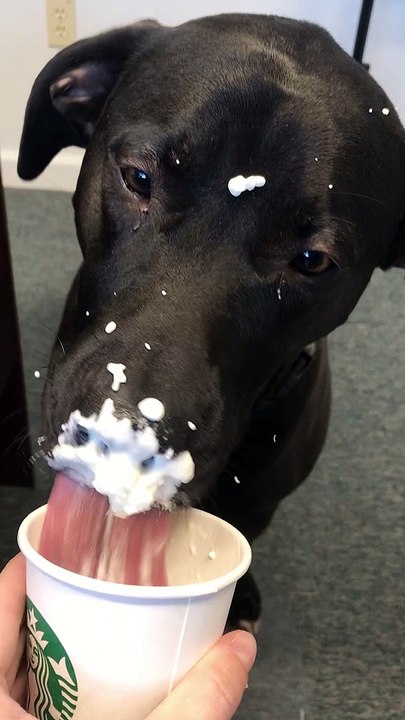 Doggy Devours Drink