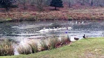 Cette famille de cygnes forme une belle file indienne sur cette rivière